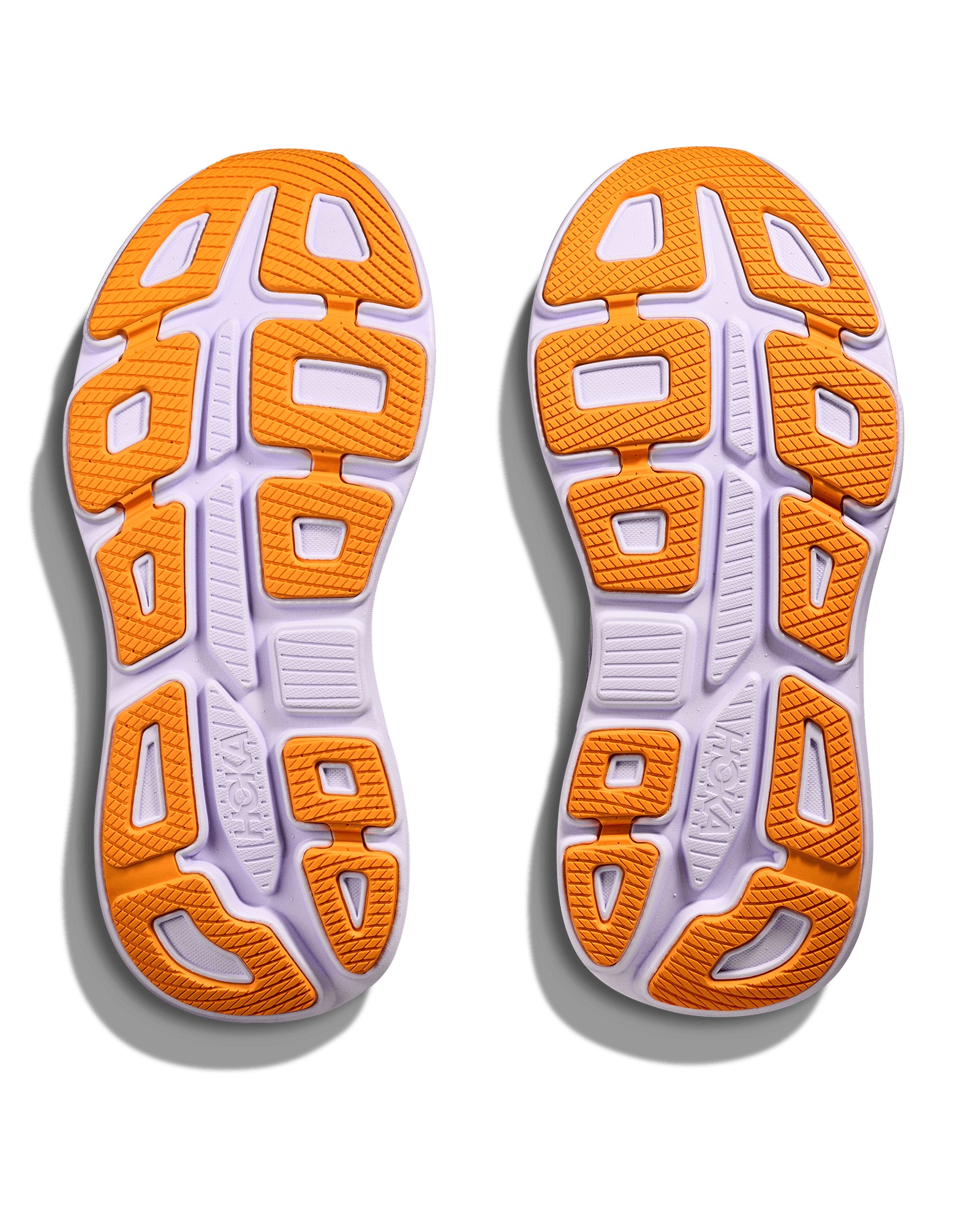 Aster Flower / Starlight Glow