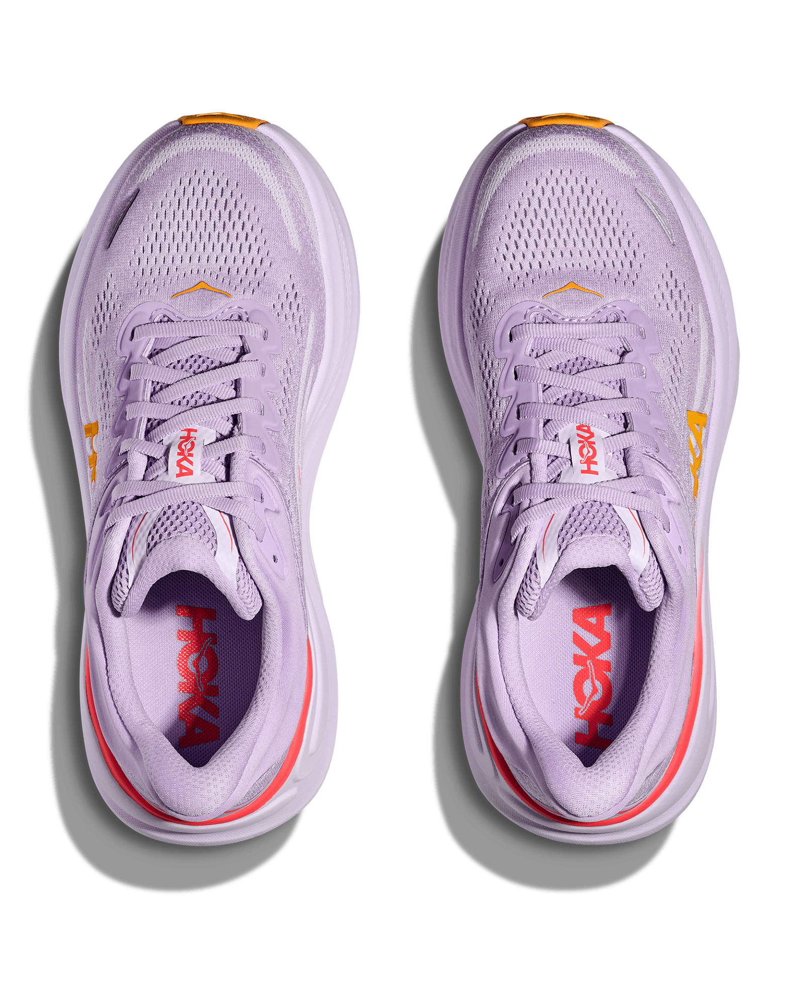 Aster Flower / Starlight Glow